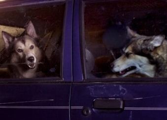 Собаки, которых не слышно