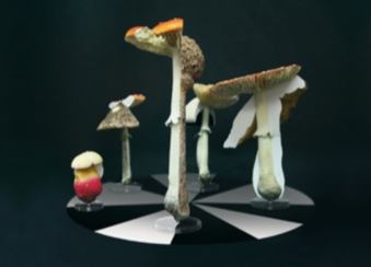  Ночь в грибах за 1000 евро