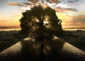 Питт и Пенн сидели на дереве