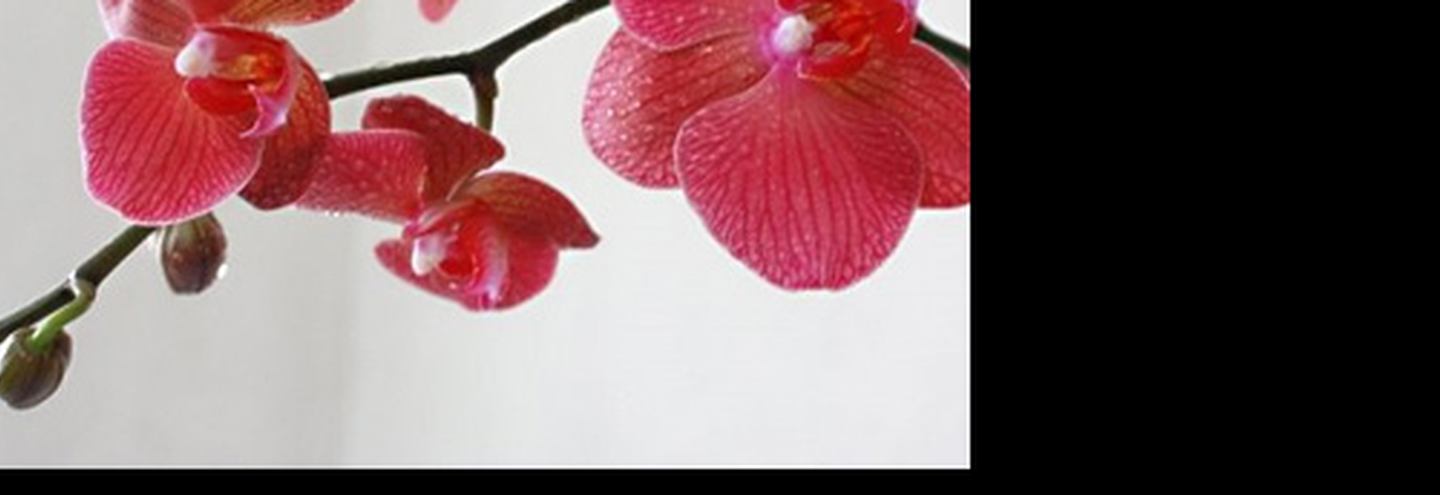 Великолепие золота и нежность живых орхидей:  весенние подарки от Ники