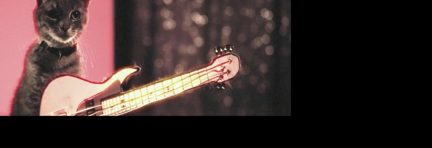 Видео с котятами