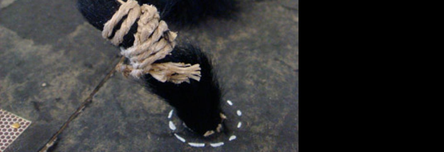 Смерть, пытки и вивисекция в жизни животных