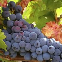 Баночки Lambrusco Donelli в России 