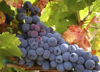 Баночки Lambrusco Donelli в России