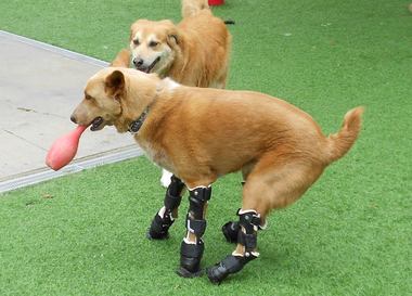 Первая собака на искусственных лапах