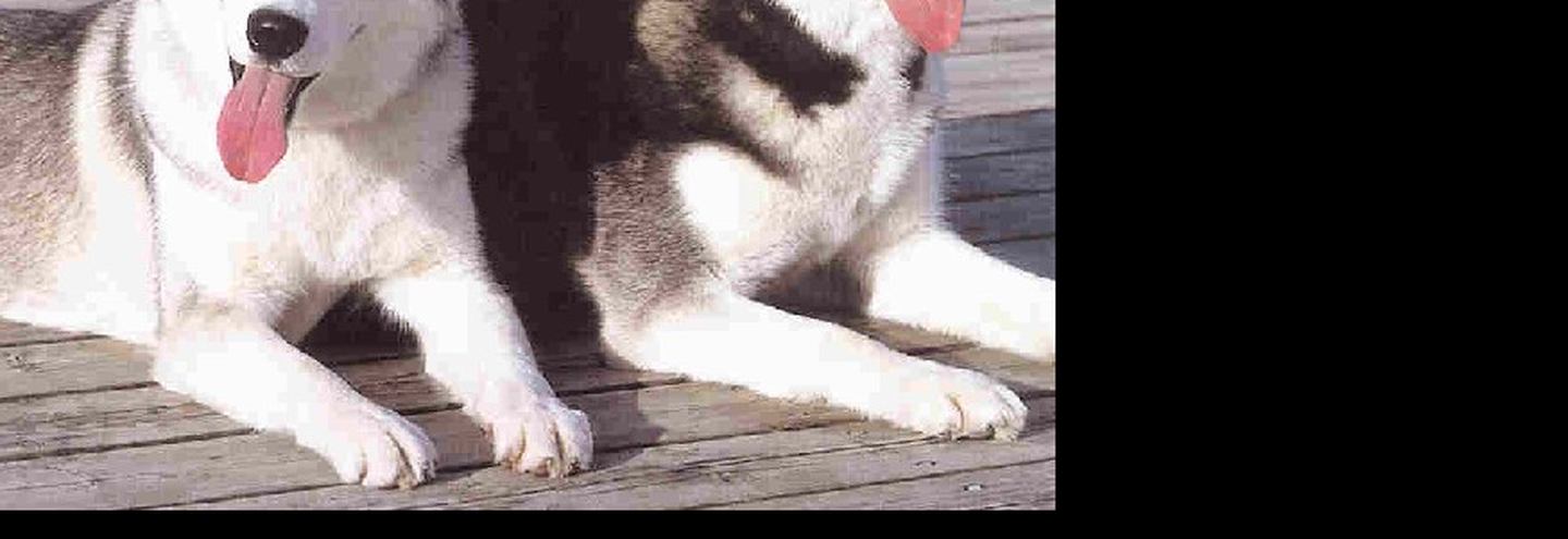 В России появится хаскодром