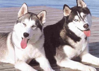 В России появится хаскодром