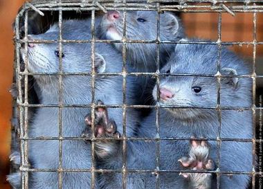 Модный меховой запрет