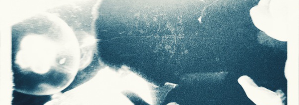 Discomedusa