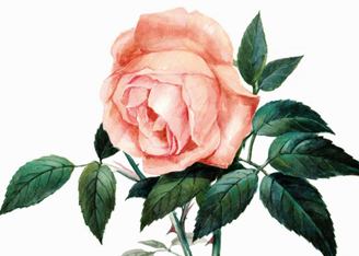 Магазин UK Style выпустил собственный журнал The Rose