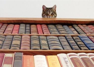 Самые абсурдные названия книг