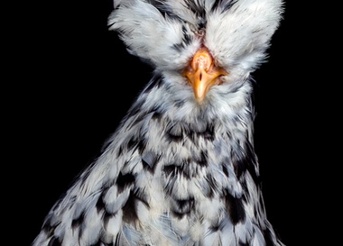 Ernest Goh «COCKS»