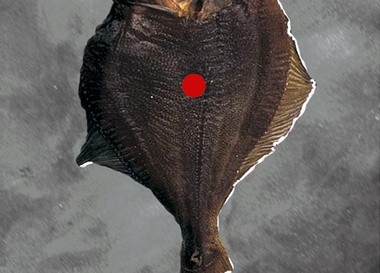 Выставка «Чернозём». Группа «Утриш»