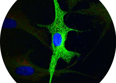 Happigenetics Science Extravaganza. Экспериментальное культурно-научное представление
