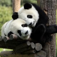 Председатель Китая приехал в Брюссель проведать двух панд 