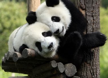 Председатель Китая приехал в Брюссель проведать двух панд