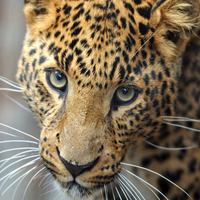 В центре индийского города-миллионика  Мумбаи уживаются леопарды и люди 