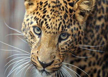 В центре индийского города-миллионика Мумбаи уживаются леопарды и люди