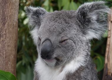 Видео: Как коала гуляет по австралийскому городу